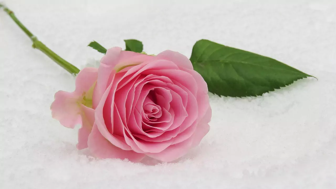 rose